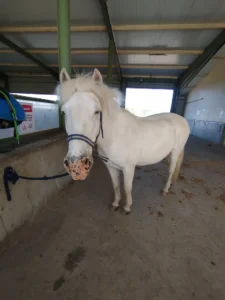 cheval Bonbon