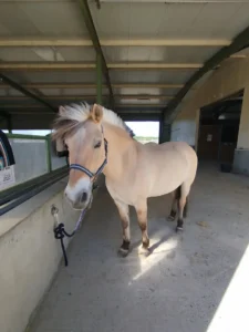 cheval Crystale