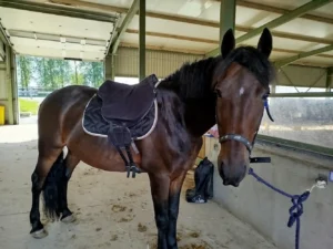 cheval Flambo