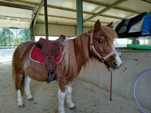 cheval Marius